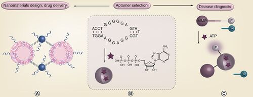 Figure 1. Preparing functional nanomaterials for drug delivery and disease diagnosis using aptamers. (B) Selection of aptamers for metabolite binding. An ATP aptamer and its target binding is shown. (A) Selected aptamers can be used for assembly of advanced nanomaterials such as liposome–gold nanoparticle hybrids. (C) Aptamers can also be made into highly sensitive biosensors.F: Fluorophore; MMP: Magnetic microparticle; Q: Quencher.