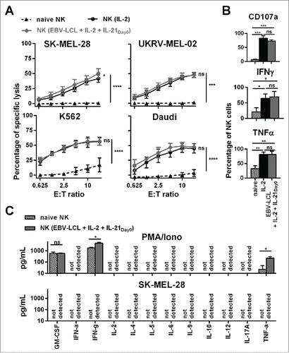 Figure 2. Ex vivo-expanded NK cells were highly cytotoxic against different tumor cell lines and showed enhanced degranulation and production of IFNγ and TNF-α. (A) Different NK cells were tested for cytotoxicity against four tumor cell lines using a standard 51Chromium release assay. Specific lysis at different effector-to-target (E:T) ratios is shown for freshly isolated NK cells (black triangles and dashed line) and NK cells that have been expanded for 13 or 14 d, either with IL-2 (back line and dots) or by use of IL-2, irradiated EBV-LCL and IL-21 supplemented at day 0 (gray line and diamonds). Displayed are mean values and standard deviation of NK cells from 4–8 donors per target cell line and statistical significance was tested by Student's t-test. (B) NK cells were tested for degranulation and production of IFNγ and TNF-α by flow cytometry upon stimulation with PMA/Iono. Shown are data for freshly isolated, naive NK cells (gray and white dotted bars) and NK cells that have been expanded for 13 or 14 d, either with IL-2 (black bars) or by use of IL-2, irradiated EBV-LCL and IL-21 supplementation at day 0 (gray bars). Displayed are mean values and standard deviation of NK cells from five donors. Statistical significance was tested by paired Student's t-test. (C) NK cells were expanded ex vivo for 14 d by use of IL-2, irradiated EBV-LCL and IL-21 supplementation at day 0. Then, NK cells were stimulated for 24 h with PMA/Iono or by co-culture with SK-MEL-28 cells. Supernatants of the cell cultures were harvested and analyzed for the concentrations of 12 different cytokines using a multiplex bead-array assay. Mean and standard deviation for NK cells from three different donors are displayed. Statistical significance was tested by paired Student's t-test.