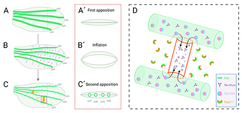 Figure 1. Posterior crossvein development of the Drosophila pupal wing. (A, A´) During the first apposition of the wing epithelia, around 8 h after pupariation (AP), dpp (green) is expressed in the longitudinal veins 2–5 (LV2-5). (B, B´) In the course of the inflation stage (10 h – 20 h AP), Dpp diffuses laterally to maintain a long-range BMP signal (magenta arrows). (C, C´) During the second apposition stage (20 h AP or later), posterior crossvein (PCV) progenitor cells are first detectable. At this stage, Dpp maintains a short-range BMP signal in the LVs (blue arrows). A long-range BMP signal is needed for PCV formation. (D) A schematic of long-range BMP signal into PCV. Sog/Cv complex facilitates Dpp:Gbb heterodimer trafficking from LVs into the PCV region. Sog is then cleaved by protease Tlr enabling the release of Dpp:Gbb heterodimers, which subsequently activates the Tkv-Punt receptor in the PCV region. Dorsal view of the pupal wing (A, B, C). Cross-section of the area shown in A, B, C with red dashed line (dorsal at the top and ventral at the bottom) (A´, B´, C´). Zoomed view of the PCV region shown in C with black dashed box (D). Created with BioRender.com.