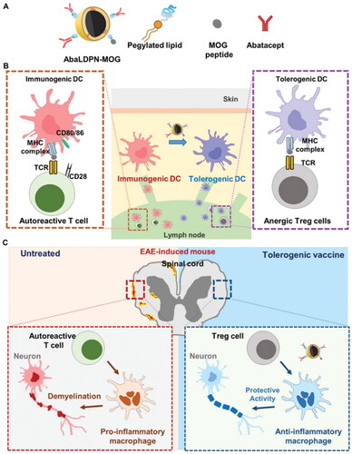 Figure 7. (A) Illustration of AbaLDPN-MOG tolerogenic nanovaccine composition. (B) The proposed working mechanism of antigen-specific tolerance induction in lymph nodes. (C) Reprogramming of immune microenvironments in the central nervous system. (Park et al., Citation2023). Copyright 2023, John Wiley & Sons, Inc.