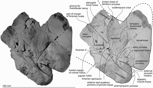 Figure 4. Details of partial left basicranium of ZMT 73. Ventral view.
