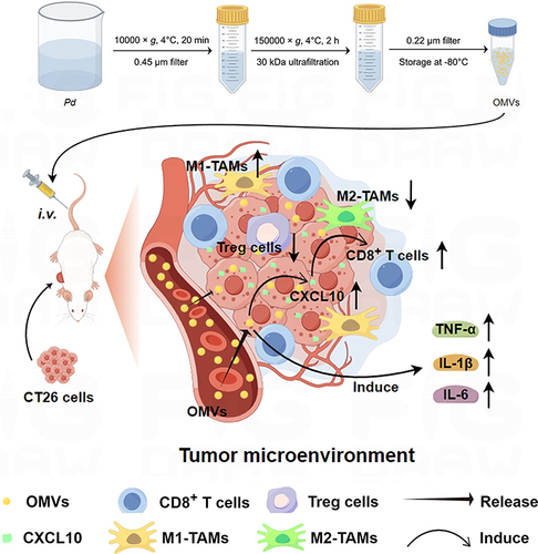 Figure 9 Scheme of the molecular mechanisms underlying Pd-OMVs against colon tumor growth (By Figdraw). The Pd-OMVs were extracted from Pd cultures via ultracentrifugation. After intravenous injection, Pd-OMVs reached the tumor site and upregulated the expression of CXCL10, which in turn promoted the migration of CD8+ T cells to tumor tissues and upregulated the expression of pro-inflammatory cytokines. Ultimately, the anti-colon cancer effects of Pd-OMVs were achieved by enhancing antitumor immunity.