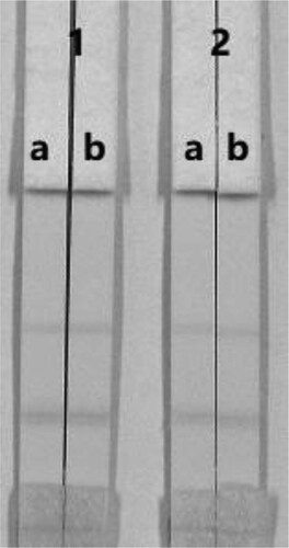Figure 5. Optimization of the immunochromatographic strip. The dosage of the mAb that was added to the GNPs: (1) 10 µg/L; (2) 8 µg/L. (a) negative (0 ng/mL). (b)  positive (5 ng/mL).