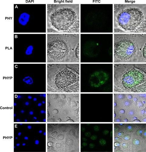 Figure 3 The antigen uptake assessment of FITC-OVA-labeled nanospheres by bone marrow dendritic cells.Notes: Green: FITC-OVA; blue: cell nucleus stained with DAPI. Second panel is phase image, and fourth panel is merged image of all channels. Images of cells stimulated with PHY (A), blank PLA nanospheres (B), and PHYP nanospheres (C). Scale size: 5 µm. Regional images of cells as control group (D) and PHYP nanospheres (E). Scale size: 20 µm.Abbreviations: DAPI, 4′,6-diamidino-2-phenylindole; FITC, fluorescein isothiocyanate; OVA, ovalbumin; PHY, pachyman; PHYP, PHY-encapsulated PLA; PLA, poly(D,L-lactic acid).