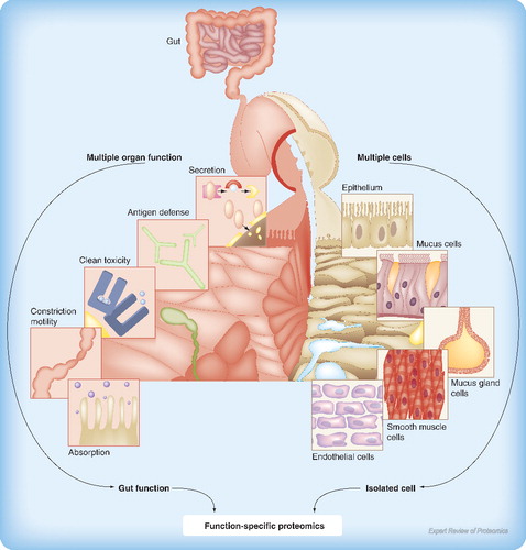 Figure 1. The gut has multiple functions and cell types; while a cell is involved in multiple functions, a function is performed by many cells.The complexity of protein involvement in organ function is poorly understood through the hyper- or hypo-expression of proteins.