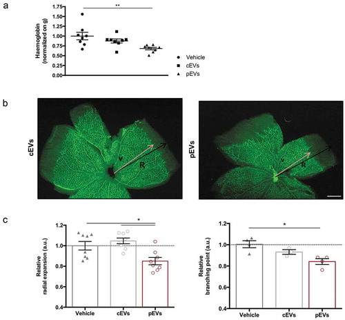 Figure 2. pEVs inhibit angiogenesis in vivo. (a) 12-week-old male C57BL/6J mice were subcutaneously injected with either 5 µg of cEVs and pEVs, mixed with Matrigel Matrix supplemented with VEGF 100 ng/mL (450-32 Peprotech) and Heparin 50 units/mL. After 7 days, plugs were harvested. For haemoglobin quantification, plugs were processed by TissueLyser and the haemoglobin content was measured using Drabkin’s reagent kit 525 (Sigma-Aldrich). Each value was first normalized on the total plug protein quantity, measured by BCA assay, and then on the negative control (plugs with vehicle). (b, c) 1-day-old C57BL/6J mouse pups were intraperitoneally injected with a total of 10 μg of cEVs or pEVs, using PBS as control. Mice were sacrificed for retina collection. Dissected retina were stained with isolectin-b4 (green) and digital images were captured using inverted fluorescence confocal microscope. Analyses of the relative radial expansion and of the relative branching point were performed. All data are expressed as means ± SEM, normalized on control (mice treated with vehicle) (n = 8 mice/group). Ordinary one-way ANOVA; *P < 0.05.