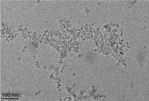 Figure 2 Transmission electron microscopy image of polymer-coated iron oxide nanoparticles.