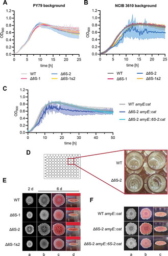 Figure 4. Loss of 6S-2 RNA (bsrB deletion) in the undomesticated B. subtilis strain NCIB 3610 enhances biofilm formation. (A, B) Growth curves of B. subtilis 6S RNA deletion strains, either in the (A) PY79 or (B) NCIB 3610 strain background. Optical density (OD600) was monitored in a plate reader in LB medium at 28°C. WT: parental PY79 or NCIB 3610 strain; ∆6S-1, ∆6S-2, ∆6S-1&2: strain-specific single or double knockout derivative strains. (C) Growth (as in panels A and B) of the NCIB 3610 6S-2 RNA complementation strain (Δ6S-2 amyE::6S-2:cat) and its reference strains WT amyE::cat and Δ6S-2 amyE::cat, demonstrating that loss of 6S-2 RNA is responsible for the biofilm formation phenotype of the deletion strain. Standard deviations in panels A to C are based on at least two biological replicates with three technical replicates each. (D) Close-up image of a 96-well plate after finishing a typical plate reader growth experiment. Shown are two wells each for the NCIB 3610 wild-type (WT) and the ∆6S-2 RNA derivative strain. In contrast to the WT, the 6S-2 RNA knockout strain formed surface-attached biofilms at the bottom of the wells upon incubation of the bacterial cultures in LB medium at 28°C. (E) Enhanced biofilm formation of the ∆6S-2 RNA strain on solid MSgg agar plates. The four strains (NCIB 3610 background) were spotted onto MSgg agar plates (containing Congo Red and Coomassie Brilliant Blue dyes) and incubated for several days at 30°C, revealing differences in their three-dimensional colony structures. The panel shows one representative experiment out of three independent ones that gave comparable results. Columns a and b are black-and-white photographs; columns b-d represent the same colony set, photographed in black and white (b) or in colour from the top (c) or as side view (d). (F) The same strains as analysed in panel C were spotted onto MSgg agar plates (containing Congo Red and Coomassie Brilliant Blue dyes) and grown at 30°C for 6 days. The panel shows the result of one representative out of three independent experiments. Columns a-c represent the same colony set, photographed in black and white (a) or in colour from the top (b) or as side view (c)