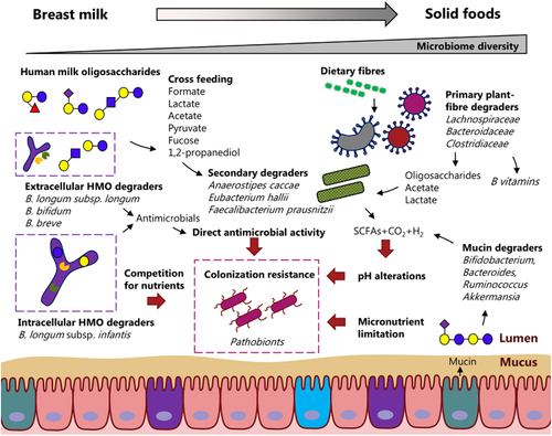 Figure 2. Microbial metabolites as modulators of the infant gut microbial ecosystem. An illustration of the ways in which microbial metabolites are thought to impact the development of the gut microbiome ecosystem during infancy. Human milk oligosaccharides (HMOs) of breast milk are likely to enter the distal gut and be degraded by HMO degraders (for example Bifidobacterium Bacteroides, Ruminococcus and Akkermansia). Among the HMO degraders, particular Bifidobacterium species are important as they are specialized in HMO degradation. Some Bifidobacterium species (mainly B. longum subsp. longum, B. bifidum and B. breve) degrade HMOs extracellular, whereas other Bifidobacterium species (mainly B. longum subsp. infantis) take up the HMOs via ABC transporters and metabolize them inside the cell. The sharing or lack of sharing of nutrients (both carbon sources and micronutrients) have consequences for cross-feeding and competition in the infant gut microbiome affecting the microbial community structure. As the child transitions from a milk-based diet to a solid food-based diet, the microbiome diversity increases and the cross-feeding networks change. Other primary degraders of dietary fibers (typically belonging to Lachnospiracea, Bacteroideacea, Clostridiacea) take over and replace the Bifidobacterium species. Generation of specific microbial metabolites may be key for colonization resistance toward pathobionts when microbiome diversity is low. The pathobionts may be excluded or kept low in abundance through low intestinal pH (due to short-chain fatty acids, SCFAs), through direct antimicrobial activity such as bacteriocins, which are antimicrobial, or simply through nutrient limitations.