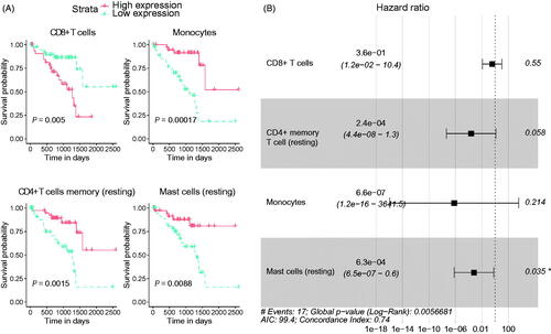 Figure 2. The establishment of prognosis predicting signature for uveal melanoma (UM) patients. (A) The univariate analysis showed the correlation between immune cell types and ratios and the overall survival of UM patients. (B) The hazard ratio (HR) of the enrolled immune cell type derived by LASSO Cox regression analysis.