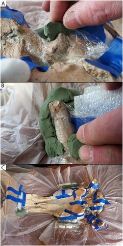 FIGURE 5. Creating voids, A, around a delicate process and, B, around a tooth using clay; C, fragile parts of the skull padded with clay and foam to avoid contact with the jacket.