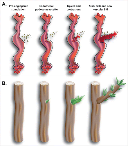 Figure 2. (A) Blood vessels are covered by a dense layer of ECM, the vascular BM. In tumors, ischemia or wound healing, quiescent vasculature is actually stimulated to form new vessels. Long time stimulation with pro-angiogenic factors, such as VEGF, induces angiogenic vessels to first overcome the physical barrier of vascular BM and generate a new tip cell and then to sprout by forming a new vessel. (B) Similarly, trees are covered by cortex that is a thin and dense layer protecting them. In the natural process of sprouting of a plant, adventitious buds breach the cortex in specific regions. Only where the cortex is breached the formation of new sprouts and branches is possible.