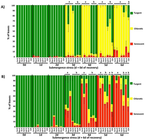 Figure 2. Leaf damage measurements of sensitive and tolerant Arabidopsis ecotypes after submergence stress. Quantification of damage was measured based on the number of turgent, chlorotic or senescent leaves per plant either: A) immediately after being removed or; B) six days after being removed from the indicated time of submergence. The results are mean values (± S.E.) of three independent experiments (n = 12-15, each). Letters denote significant differences (P < 0.05, ANOVA and paired Student's t-test) for: A) chlorotic/turgent or; B) senescent/turgent leaves on plants from the same rescue day.