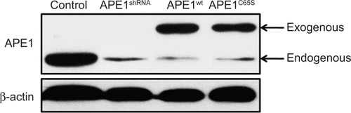 Figure S1 Representative Western blot images showing APE1 endogenous and exogenous protein levels in control (HeLa cells), APE1shRNA, APE1wt, and APE1C65S cells.