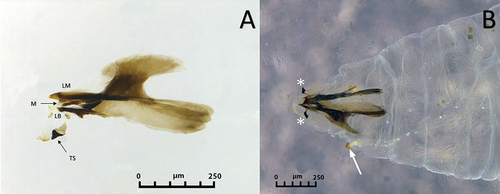 Figure 3. Head skeleton of Sphaerophoria rueppellii. A. Lateral view removed from puparium (LB, labium; LM, labrum; M, mandible; TS, lateral lips); B. Ventro-lateral view, L3 larva (arrow, anterior respiratory process; asterisk, lateral lips).