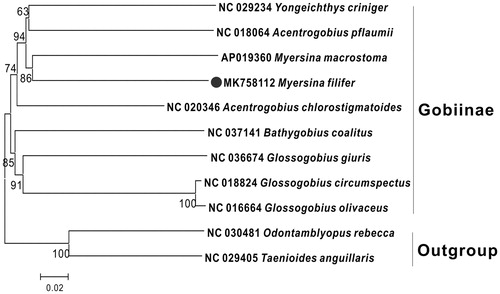 Figure 1. Neighbor Joining (NJ) tree of 9 Gobiidae species based on 12 PCGs. The bootstrap values are based on 1000 resamplings. The number at each node is the bootstrap probability. The number before the species name is the GenBank accession number. The genome sequence in this study is labeled with a black spot.