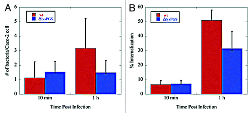 Figure 7. Loss of lysPGS does not affect L. monocytogenes adherence to or internalization by Caco-2 cells. Graphs show the number of bacteria associated per Caco-2 cell (A) or the percent of the total bacteria internalized (B) for the L. monocytogenes EGD-e (wt) or L. monocytogenes EGD-e ΔlysPGS (ΔlysPGS) after 10 min and 1 h following infection.