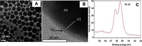 Figure 1 Characterization of Se nanoparticles. TEM imaging (A) shows a near-spherical shape of the nanoparticles with major sizes about 30–70 nm. High-resolution TEM (B) shows the stabilizing PVA layer (b) adsorbed on the core Se (a) which appears to be crystalline [c] showing the direction of crystal planes). (C) XPS analysis showing Se 3d peaks at 55.4 and 56.2, suggesting its zero oxidation state.