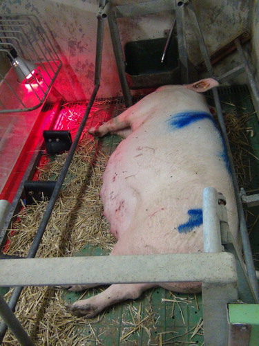 Figure 2. Farrowing pen with low-perforated flooring, flexible iron bars and rubber bollards in front of the piglet nest (Photo: Schrey).