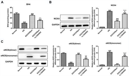 Figure 7 EGCG increases the BH4 expression and inhibits the NOX4 expression and eNOS uncoupling by activating the PI3K/AKT pathway. (A) The BH4 levels in HG-treated HUVECs affected by EGCG and LY294002 was detected by BH4 ELISA assay. ***P<0.001 vs Normal group. ###P<0.001 vs HG group. ∆∆P<0.01 vs EGCG50μM group. (B) The NOX4 expression in HG-treated HUVECs affected by EGCG and LY294002 was determined by Western blot analysis. ***P<0.001 vs Normal group. #P<0.05 and ###P<0.001 vs HG group. ∆∆∆P<0.001 vs EGCG50μM group. (C) The expression of eNOS (dimer) and eNOS (monomer) in HG-treated HUVECs affected by EGCG and LY294002 was determined by Western blot analysis. ***P<0.001 vs Normal group. ##P<0.01 and ###P<0.001 vs HG group. ∆∆P<0.01 and ∆∆∆P<0.001 vs EGCG50μM group.