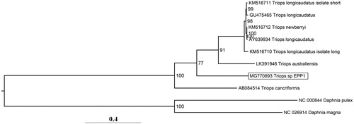Figure 1. Maximum likelihood tree depicting the evolutionary relationships of Triops. The tree was rooted with Daphnia spp. as the outgroup. Node labels indicate IQTree ultrafast bootstrap support values while branch lengths indicate number of substitutions per site.