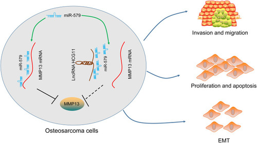 Figure 6 The possible mechanism of lncRNA HCG11 regulates OS progression.