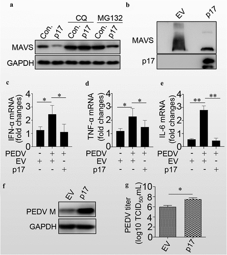 Figure 5. P17 inhibits the innate immune response by autophagic degradation of MAVS.