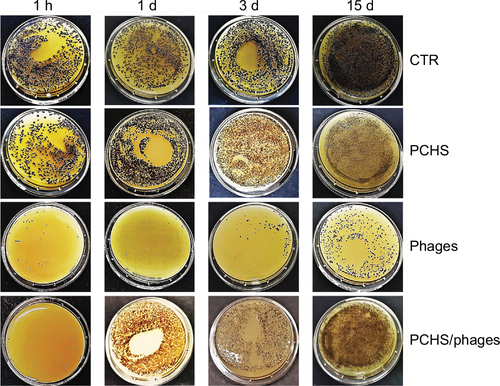Figure 5 Reduction of Staphylococcus aureus contamination in situ, by a combined phage–probiotic detergent. About 100 CFU of S. aureus (ATCC strain) per 24 cm2 were uniformly spread on the surface of a ceramic sink. After 24 hours, the artificially contaminated surface was treated with water (CTR), probiotic detergent alone (PCHS), anti-staphylococcal phages in PBS alone (phages), or probiotic detergent including anti-staphylococcal phages (PCHS + phages). Phages were used at 1000 MOI. After 1 hour, and 1, 3, and 15 days, surfaces were sampled by Baird–Parker Rodac plates, and residual S. aureus viable cells were counted by enumerating black round colonies after 24 hours of incubation at 37°C. PCHS-Bacilli gave rise to gray-brown irregular colonies on Baird–Parker medium, easily distinguishable from the S. aureus ones. Results are representative of duplicate samples in three independent experiments.