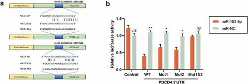 Figure 2. MiR-183-5p targeted PDCD4. (a) The forecasted target sequence of PDCD4 on the 3ʹ-UTR of miR-183-5p. Schematic diagrams showed the mutation in its binding site on the UTR. (b) Dual-luciferase reporter assay was conducted to verify the targeting relationship between miR-183-5p and PDCD4 in SH-SY5Y cells. Luciferase activity was decreased by miR-183-5p mimics. WT: wild-type; Mut: mutant. *P< 0.05, **P< 0.01 (* miR-183-5p vs. miR-NC)