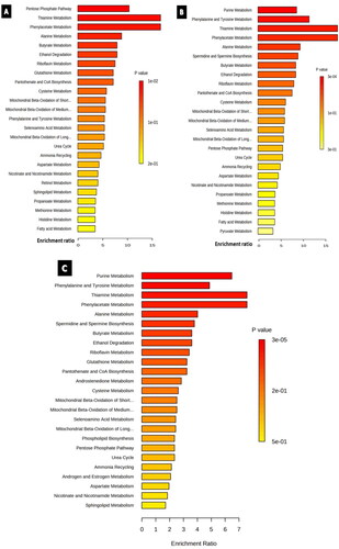 Figure 7. Enrichment overview of the top 25 altered metabolic pathways in U87 cell line treated with A) cisplatin 9.5 µM, B) paclitaxel 9.3 µM, C) cisplatin 9.5 µM and paclitaxel 5.3 µM. Although most enriched pathways were common between all the treated groups, androstenedione metabolism was an exclusive pathway enriched solely in the combination-treated group.