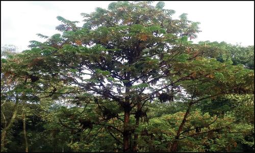 Figure 1 Photo of Hagenia abyssinica tree from the site of collection.
