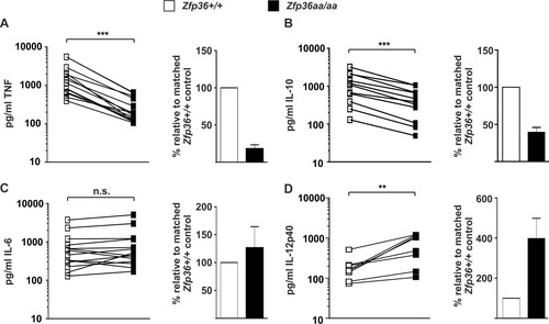 FIG 2 Expression of TNF, IL-10, IL-6, and IL-12p40 proteins by Zfp36+/+ and Zfp36aa/aa M-BMMs. Matched Zfp36+/+ and Zfp36aa/aa M-BMMs were cultured in 24-, 12-, or 6-well dishes and stimulated with 10 ng/ml LPS for 4 h. ELISAs or multiplex bead assays were used to measure TNF (A), IL-10 (B), IL-6 (C), and IL-12p40 (D) levels. In the cases of TNF and IL-6, 5 of 14 experiments employed matched Zfp36+/+ and Zfp36aa/aa littermates. All other experiments employed at least three mice of each genotype, with mean cytokine concentrations being plotted. Cytokine quantities expressed by matched Zfp36+/+ and Zfp36aa/aa M-BMMs or sets of M-BMMs are connected by lines. The graphs on the right show mean cytokine expression levels in Zfp36aa/aa M-BMMs relative to those in matched Zfp36+/+ controls. n.s., not statistically significant; ***, P < 0.005; **, P < 0.01 (by a Wilcoxon matched-pair test).