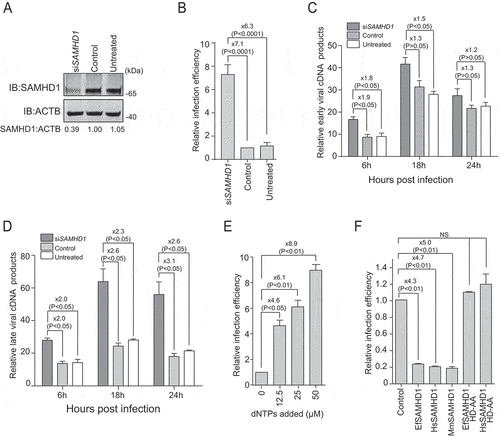 Figure 1. Equine SAMHD1 restricts EIAV infection. (A) Knockdown of the protein expression levels of EfSAMHD1. eMDMs were transfected with EfSAMHD1-specific siRNA or scrambled siRNA control. At 48 hpt, EfSAMHD1 protein levels were quantified by western blotting using ACTB as an internal control. The densities of EfSAMHD1 bands were analyzed with the Odyssey CLx Image Studio to calculate the values relative to that of ACTB. Results were normalized to control cells, which were set as 1. (B) Knockdown of EfSAMHD1 increases EIAV replication in equine macrophages. eMDMs transfected with the indicated siRNA were infected with EIAV luciferase reporter virus (RT = 10 ng). Cells were lysed, and luciferase activity in the cell lysates was measured at 48 hpi. Results were normalized to control cells. P > 0.05 was considered NS, P < 0.05 was considered statistically significant. (C and D) Knockdown of EfSAMHD1 increases viral reverse transcription products in eMDMs. EIAV luciferase reporter viruses were first treated with DNase and then used to infect eMDMs. Total DNA was collected, and the viral early (C) and late reverse transcripts (D) were quantified by real-time PCR using specific primers at 6, 12 and 18 hpi. ACTB was measured as an endogenous control. Data represent means and SD of three independent experiments. P > 0.05 was considered NS, P < 0.05 was considered statistically significant. (E) Adding dNTPs into eMDMs enhances the infection of EIAV in a dose-dependent manner. eMDMs were exposed to deoxynucleosides at different concentration, and then infected with EIAV luciferase reporter virus. Cells were lysed, and luciferase activity in the cell lysates was measured at 48 hpi. Results were normalized to control cells, which were set as 1. Data represent means and SD of three independent experiments. P > 0.05 was considered NS, P < 0.05 was considered statistically significant. (F) HD domain of EfSAMHD1 is essential for its antiviral activity. Stable U937 cell lines expressing wild-type SAMHD1 or SAMHD1 mutants were inoculated with EIAV luciferase reporter viruses. Cells were lysed, and luciferase activity in the cell lysates was measured at 48 hpi. Results were normalized to control cells, which were set as 1. Data represent means and SD of three independent experiments. P > 0.05 was considered NS, P < 0.05 was considered statistically significant