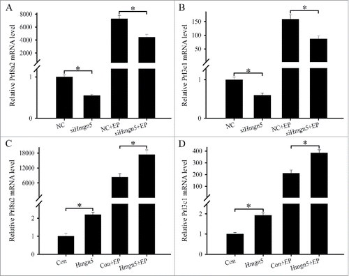 Figure 4. Effects of Hmgn5 on the differentiation of uterine stromal cells. (A and B) Effects of Hmgn5 siRNA on the expression of Prl8a2 and Prl3c1. After transfection with Hmgn5 siRNA, the expression of Prl8a2 and Prl3c1 was determined by real-time PCR in the absence or presence of estrogen and progesterone. (C and D) Effects of Hmgn5 overexpression on the expression of Prl8a2 and Prl3c1. After transfection with Hmgn5 overexpression plasmid, the expression of Prl8a2 and Prl3c1 was determined by real-time PCR in the absence or presence of estrogen and progesterone.