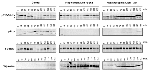 Figure 5 The dAven protein effectively blocks mitotic entry in Xenopus egg extracts. Control buffer (control) or mRNA-encoding either Flag-tagged human Aven (Flag-Human Aven 73-362) or Flag-tagged dAven (Flag-Drosophila Aven 1-294) were added to cycling Xenopus egg extracts to drive protein expression. Aliquots of extracts were then taken at the indicated times and immunoblotted with anti-phospho Tyr15-Cdc2 (pY15-Cdc2, upper panels), anti-phospho polo-like kinase-1 (pPlx, middle panels), anti-phospho Cdc25 (pCdc25, lower panels) and anti-Flag epitope (bottom panels) antibodies. (*) indicates a non-specific band detected by the anti-phospho Tyr15-Cdc2 that serves as loading control. Data shown are representative results of at least three replicates.