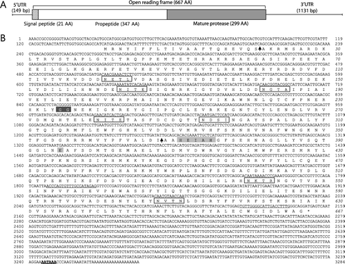 Figure 1. The cDNA structure (A) and both the nucleotide and deduced amino acid sequences (B) of HdMP. Bold lines on each side of the cDNA indicate the UTR. Boxes indicate the translated regions: striped box, the region encoding a signal peptide; open box, the region encoding a propeptide; and filled box, the region encoding a mature protease. The nucleotide and amino acids are numbered from the 5′-end, and the single-letter amino acid code is shown below the corresponding codon. Potential N-glycosylation sites are indicated by boxes and arrows indicate the putative cleavage sites between the signal sequence and propeptide and between the propeptide and mature enzyme. The conserved zinc-binding motif (HEXXH) and active site (E) are indicated by shaded boxes. The double glycine motif is shown in the black shadow. The underlined sequences were those of the primers used for RT-PCR. A putative polyadenylation sequence (AATAAA) is shown in bold and underlined, and the termination codon is marked with an asterisk. The nucleotide sequence is under no. KJ599465 in the GenBank database.