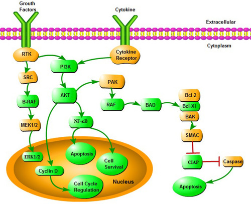 Figure 1 The dysregulated proteins from the ET with CALR mutation highlighted in green within the current signaling pathway by IPA analysis.