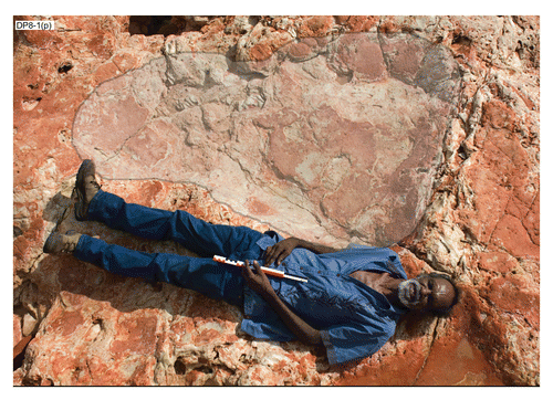 FIGURE 29. Broome sauropod morphotype A, from the Yanijarri–Lurujarri section of the Dampier Peninsula, Western Australia. Goolarabooloo Maja Richard Hunter alongside the pedal impression UQL-DP8-1(p). The scale bar Richard is holding is 40 cm long.