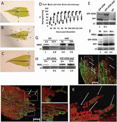 Figure 1. Overexpression of ATG8/LC3 enhances wound-induced reprogramming in Physcomitrium patens. (A–C) Representative gametophores with tip growth after 96 h, for WT (A) 35S::GFP-ATG8/LC3 (B) and 35S::GFP-ATG8/LC3 atg5 (C). Stars mark tip protrusions. (D) Boxplot showing the percentage of gametophores with at least one cell showing tip growth, for each of the genotypes tested. Box limits indicate the 25th and 75th percentiles and whiskers extend to the minimum and maximum. Data derived from 8 biological replicates. All samples at the individual timepoints show significant differences according to one-way ANOVA (E) GFP-ATG8/LC3 western blot in the different moss lines used. (F) 35S::GFP-ATG8/LC3 and NBR1 western blots after wounding. Pre-wounded (0 h); 24 h post wounding (24 h) and 48 h post wounding (48 h). Values given represent the ratio of free GFP:GFP-ATG8/LC3, relative to non-treated control (NT, set to 1). (G–H) Western blot showing NBR1 level in (G) WT and atg5 plants or (H) 35S::GFP-ATG8/LC3 and 35S::GFP-ATG8/LC3 atg5, before (0 h) and 24 h after wounding induced reprogramming (24 h). Values given represent the intensity of the NBR1 bands normalized to the loading control and relative to WT 0 h (G) or 35S::GFP-ATG8/LC3 0 h (H). (I–K) GFP-ATG8/LC3 foci in 35S::GFP-ATG8/LC3 (I) or pATG8/LC3::GFP-ATG8/LC3 (J,K) gametophores, 48 h after wounding. White arrow indicates the cell which has undergone differentiation and the gray arrow indicate the new protonema cell. In figures (I,J) regions within colored boxes were magnified and presented at the rightmost panels.