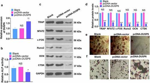 Figure 5. DUSP6 overexpression dampened the osteogenic differentiation of hMSCs.