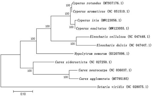 Figure 1. The phylogenetic tree was constructed with chloroplast genome sequences of 11 species within the Cyperaceae and Poaceae family and Setaria viridis as an outgroup by MEGA 7.0.