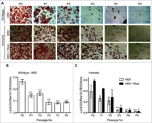 Figure 3. (A) Passage zero (P0) through pass 5 (P5) lipid Oil Red O staining for wildtype and immorto APs at day 7 of adipogenic differentiation for MDI (top and middle for wildtype and immorto, respectively) and immorto APs with MDI and rosiglitazone (bottom). Scale bars represents 100 μm. (B) Quantification of Oil Red O for wildtype APs at day 7 of MDI adipogenic differentiation (n = 3). Data are represented as mean ± SEM. *P < 0.05, **P < 0.01, ***P < 0.001 for Two-way ANOVA compared to P0. (C) Quantification of Oil Red O for immorto APs at day 7 of adipogenic differentiation (n = 3) with MDI and MDI with rosiglitazone. Data are represented as mean ± SEM. ***P < 0.001 for Two-way ANOVA compared to MDI P0. b = P < 0.01 and c = P < 0.001 for Two-way ANOVA compared to MDI with rosiglitazone P0.