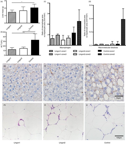 Fig. 2 The effect of lingonberry supplementation on liver steatosis and inflammation. (a) Liver mass was significantly lower in mice supplemented with lingonberries from batch1 (Lingon1) compared to mice receiving HF without berries (Control). (b) The plasma levels of ALT, a marker for liver dysfunction, were reduced in groups receiving both Lingon1 and Lingon2 compared to control (mean±SD, n=8–10), *p<0.05 or ***p<0.001. The livers and epididymal fat pads from three mice per group were subjected to histological analysis. Quantification of slides revealed differences in the relative prevalence of macrophages (c) and macrovesicular steatosis (d) between groups, as well as between different liver zones within the groups; data plotted as median and interquartile range (n=3, two sections analyzed per group, five areas per zone). Representative slides of livers stained with an antibody specific for macrophages (in brown) and counterstained with hematoxylin are shown in (e) Lingon1, (f) Lingon2 and (g) Control. (h)–(j) displays hematoxylin and eosin stained epididymal adipose tissue with leukocyte nuclei forming crown-like structures around adipocytes.