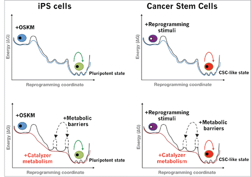 Figure 2. Metabolic-driven control of cellular reprogramming: An integrated view of cell fate transitions. Reversible epigenetic barriers that can be overcome given the correct stimuli preserve cellular fate. Thus, once a certain combination of epigenetic changes has been acquired, cells can assume a new identity (iPS cells or CSC-cells). At a cellular level, both induced pluripotency (left panels) and acquired cancer stemness (right panels) should be viewed as multi-step processes that result in a change of cell identity or differentiation potential where nascent iPS cells and non-CSC cells should face the same epigenetic barriers to alter cell identity.Citation142 Moreover, the “end product” is in both cases an immortal cell with tumor-initiating capacity. Figure illustrates the “energy landscape” experienced by cells under reprogramming conditions under different epigenetic perturbations (modified from ref. 143). Energy peaks represent barriers in the reprogramming path, where higher barriers correspond with low conversion rates. The black line represents the energy plot of the path from somatic cells to either iPS cells or CSC-like states in response to reprogramming stimuli (e.g.,, pluripotency-promoting transcription factors, canonically Oct4, Sox2, Klf4, and Myc [abbreviated as OSKM]). Certain cell metabotypes are more susceptible to de novo reprogramming indicating a more permissive epigenetic environment. Certain metabolic shifts may represent an early bona fide reprogramming event (blue line) and, by having direct effects at the epigenetic level, certain metabolic features operates as catalyzers that reduce energy barriers and accelerates reprogramming (red line). Conversely, imposed barriers (dashes black lines) can occur via certain metabolic conditions that might inhibit and impair the epigenetic rewiring during reprogramming (e.g., AMPK activation hampers the reactivation of the stemness factor Oct4).Citation110-112 Indeed, CSC are not irreversibly locked in a tumorigenic state but instead amenable to metabolo-epigenetic reversion into a phenotypically non-CSC state.