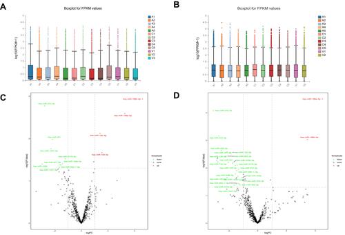 Figure 2 Differentially expressed mRNAs and miRNAs in intestinal tissues in three groups. (A) A box plot of miRNAs in all samples. (B) A box plot of mRNAs in all samples. (C) A volcano plot of differentially expressed miRNAs from group C vs group V. (D) A volcano plot of differentially expressed miRNAs from group C vs group A.