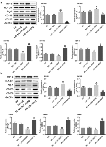 Figure 7. M1 polarization in CRC tissues was activated by the lncRNA NBR2. A) The expression level of TNF-α, HLA-DR, Arg-1, CD163, and CD206 in HCT116 tumor tissues was determined by western blot (#P < 0.05, vs. M0; ##P < 0.01, vs. M0). B) The expression level of TNF-α, HLA-DR, Arg-1, CD163, and CD206 in SW480 tumor tissues was determined by western blot (#P < 0.05, vs. M0, ##P < 0.01, vs. M0)