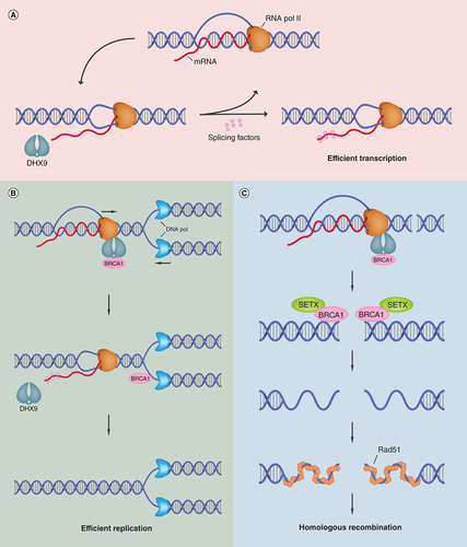 Figure 2. DExH-Box helicase 9-mediated R-loop resolution in the maintenance of genomic stability, transcription and DNA replication.(A) DHX9 associates with RNA Pol II and functions in the resolution of R-loops by unwinding nascent RNA. The unwound mRNA is then bound by splicing factors to prevent strand invasion and thus transcription continues efficiently. In the absence of splicing factors, the unwound mRNA can invade duplex DNA to re-form an RNA/DNA hybrid and generate an R-loop. (B) DHX9-BRCA1 interaction recruits BRCA1 to sites of transcription/replication conflicts. Upon collision of transcription and replication machinery, DHX9 functions in R-loop resolution while BRCA1 functions in protection and repair of stalled replication forks and associated DNA damage. Upon removal of R-loops, RNA Pol II can dissociate allowing efficient DNA replication. (C) DHX9 recruits BRCA1 to sites of dsDNA breaks. Formation of R-loops near double-stranded break sites recruits BRCA1 where it interacts with SETX in order to mediate end resection and initiate homologous recombination, resulting in repaired DNA and maintenance of genomic stability.DHX9: DExH-Box helicase 9; DNA Pol: DNA polymerase; mRNA: Messenger RNA; RNA Pol II: RNA polymerase II; SETX: Senataxin.