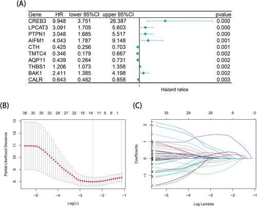 Figure 1. Construction of a thirteen-gene prognostic risk model in TCGA-LAML cohort. (A) A forest plot of the top 10 endoplasmic reticulum-related genes with prognostic significance using univariate cox regression analysis in TCGA-LAML cohort. (B) The optimal penalty parameter λ associated with the minimum 10-fold cross validation in the LASSO regression model. (C) The optimal coefficient of model gene of the LASSO regression model.