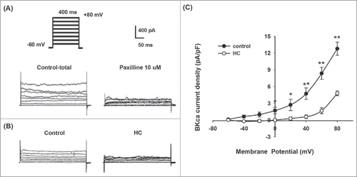 Figure 2. BKCa channel currents recorded on SOSMCS in rabbits from the control and HC groups. (A) Representative potassium currents recorded in SOSMCs from control group in the presence or absence of 10 μM paxilline. (B) BKCa currents recorded in primarily cultured SOSMCs from rabbits in the control group and HC group (the voltage protocol shown above). (C) I-V relationships of BKCa current density in SOSMCs from the control group (n = 8) and HC group (n = 8). *p < 0.05, ** p < 0.01.