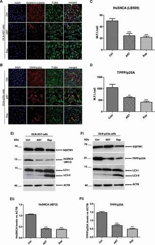 Figure 10. Pharmacological enhancement of CMA (AR7) or macroautophagy (Rapamycin) decreases overexpressed human SNCA (OLN-AS7 cells) and TPPP/p25A (OLN-p25α cells) protein levels under basal conditions. (A-B) Confocal microscopy with antibodies against human SNCA (A, red, LB509 antibody) and TPPP/p25A (B, red) reveals the enhanced degradation of these proteins upon treatment of OLN-AS7 and OLN-p25α cells with 40 μM AR7 (CMA enhancer) or 1 μM rapamycin (rap, macroautophagy enhancer) for 48 h. TUBA is used as a cytoskeletal marker (green) and DAPI as a nuclear marker. Scale bar: 25 μm. (C-D) Quantification of human SNCA (C) and TPPP/p25A (D) protein levels in OLN-AS7 and OLN-p25α cells respectively, measured as M.F.I./cell following treatment with AR7 or rap for 48 h. Data are expressed as the mean ± SE of three independent experiments with duplicate samples/condition within each experiment; **p < 0.01; ***p < 0.001, by one-way ANOVA with Tukey’s post hoc test. (Ei, Fi) Representative immunoblots of protein cell lysates derived from OLN-AS7 (Ei) and OLN-p25α cells (Eii) demonstrating the decline of human SNCA (4B12 antibody) and TPPP/p25A protein levels upon treatment of cells with AR7 or rap for 48 h. Antibodies against LC3-I and -II, and SQSTM1 were used as macroautophagy markers and ACTB as a loading control. (Eii, Fii) Quantification of human SNCA (Eii) and TPPP/p25A (Fii) protein levels vs ACTB in OLN-AS7 and OLN-p25α cells, respectively, treated with AR7 or rap for 48 h. Data are expressed as the mean ± SE of three independent experiments; ***p < 0.001, by one-way ANOVA with Tukey’s post hoc test.